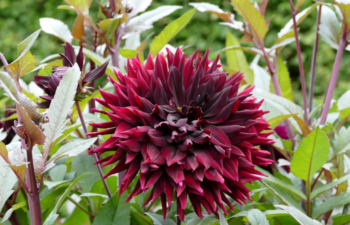 4K Wine Color Dahlia Closeup