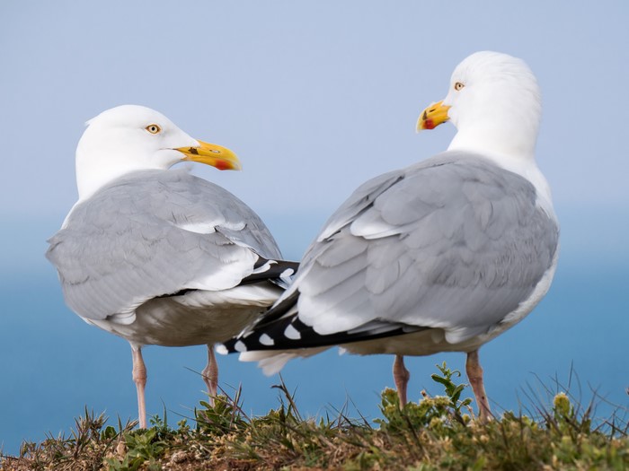 Two Gulls on a Cliff