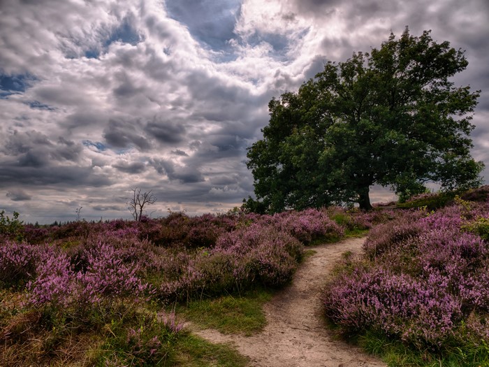 Path through heather field with large tree and clouds