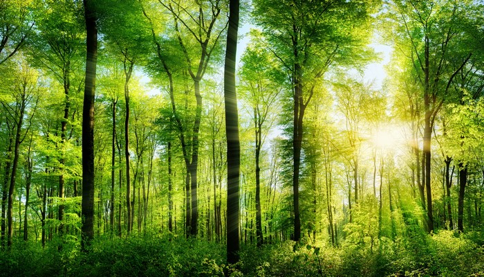 Sunlight filtering through a green forest with tall trees
