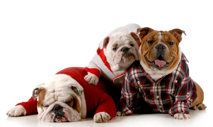 Three Bulldogs in Clothes on White Background