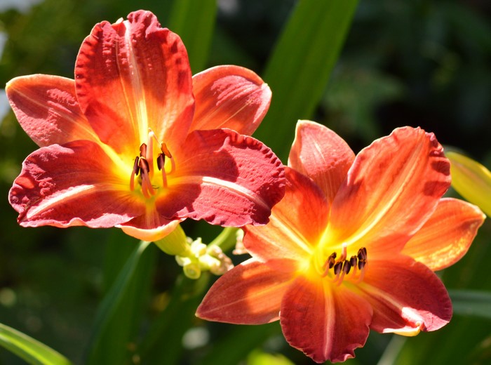 Two orange and red daylilies in sunlight