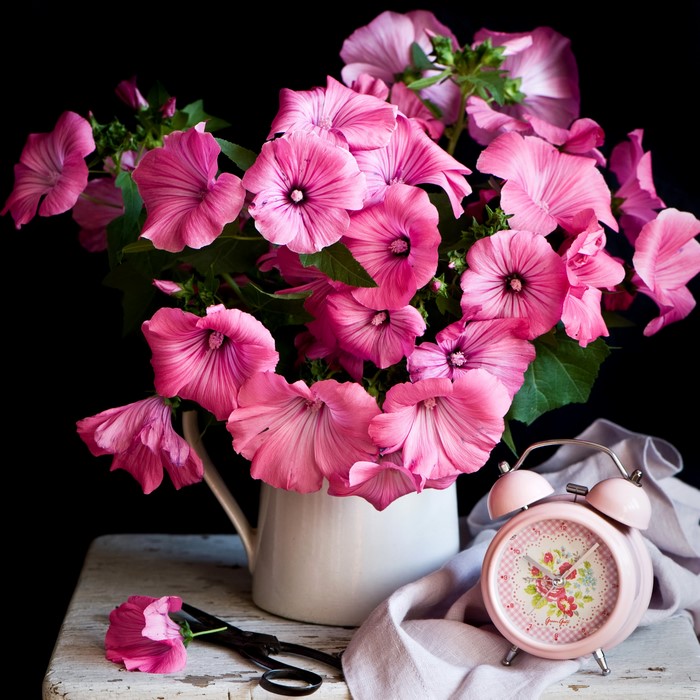 Still-life with pink Malva flowers and alarm clock