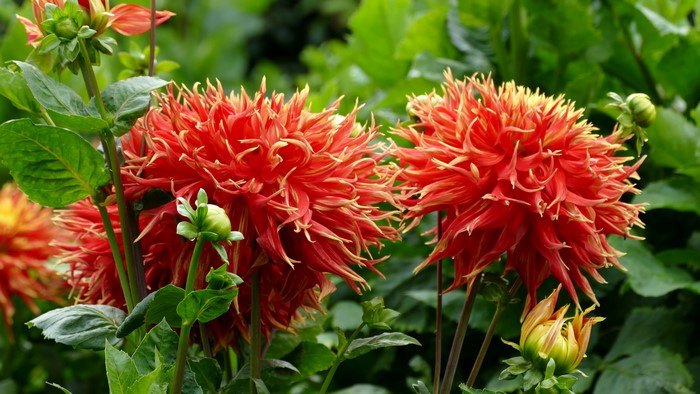 4K Dahlias