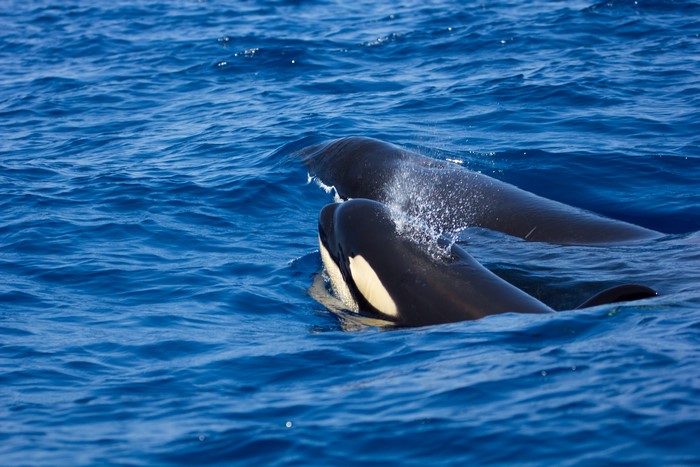 Two Orcas in the Sea