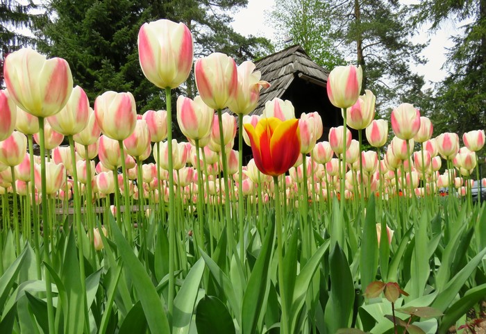 Field of Pink and White Tulips with One Red Tulip