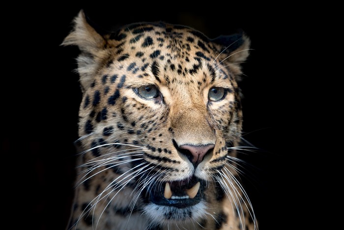 Close-up of a leopard's head with black background
