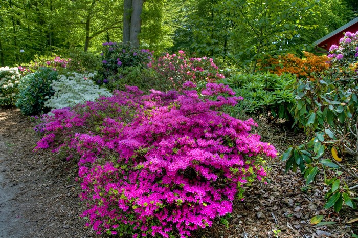 Rhododendrons in bloom at Sofiero Castle Gardens, Sweden