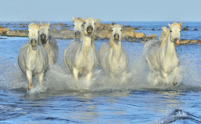 Horses running through water with splashes