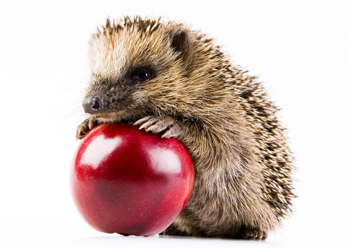 Hedgehog holding a red apple on a white background