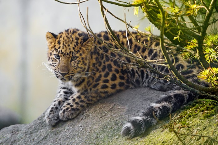 4K Leopard Cub on a Rock