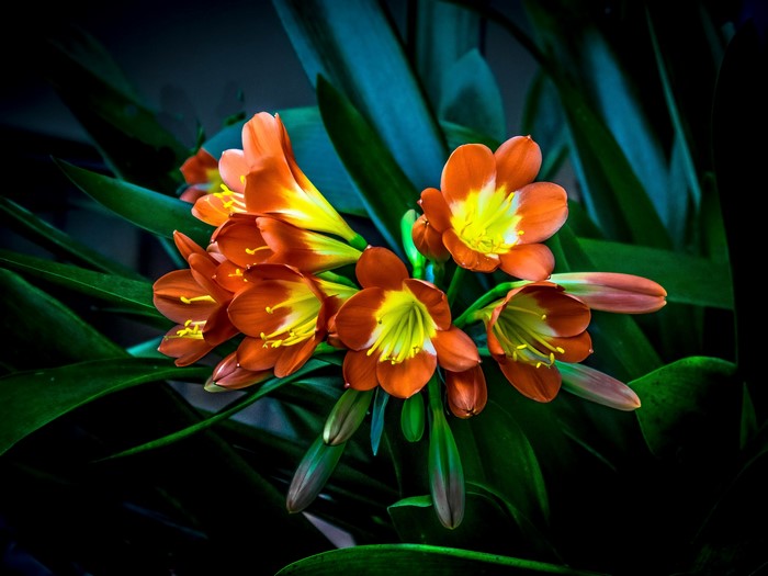 Orange and yellow flowers with green leaves