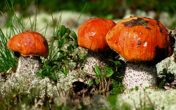 Orange-capped mushrooms in mossy forest floor