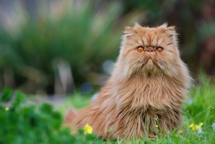 4K Persian cat sitting in grass