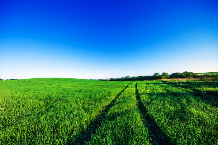 Vast green field under a clear blue sky