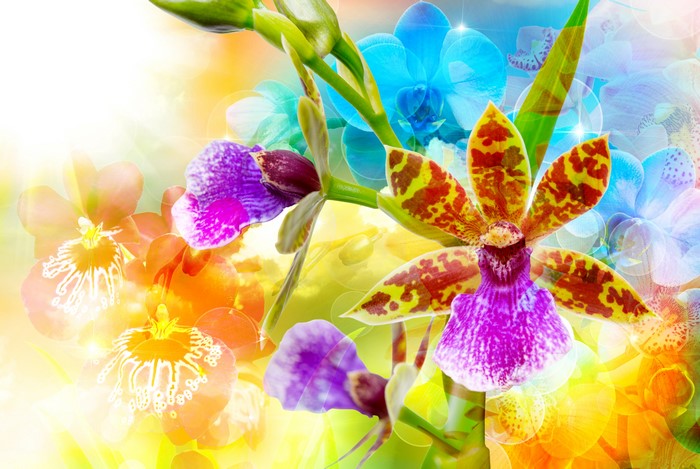 4K Orchid Closeup