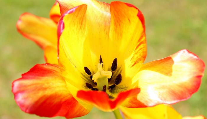 Close-up of a yellow and red tulip flower