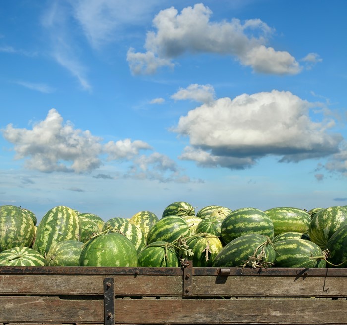 A truck full of watermelons under a cloudy sky