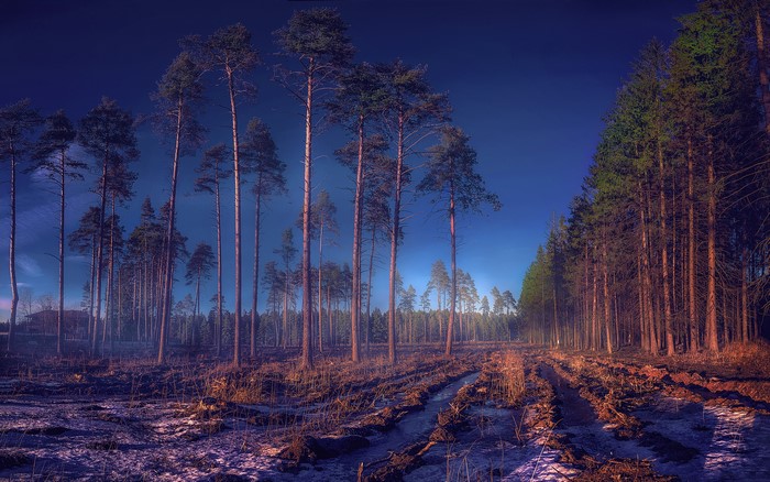 Forest clearing with tall pine trees under a dark blue sky