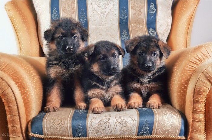 Three German Shepherd Puppies on an Armchair