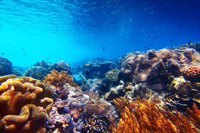 Underwater coral reef with fish