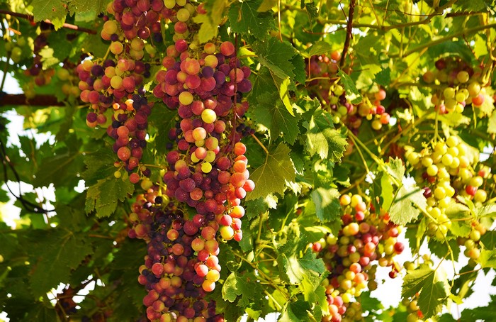 Bunches of ripe grapes hanging from branches