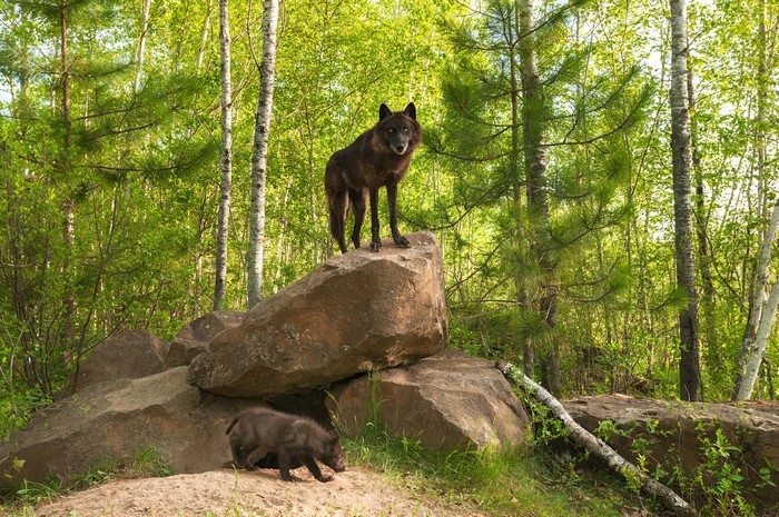 Two Wolves on Rocks in Forest