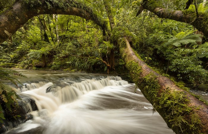 Waterfall in Catlins River, New Zealand