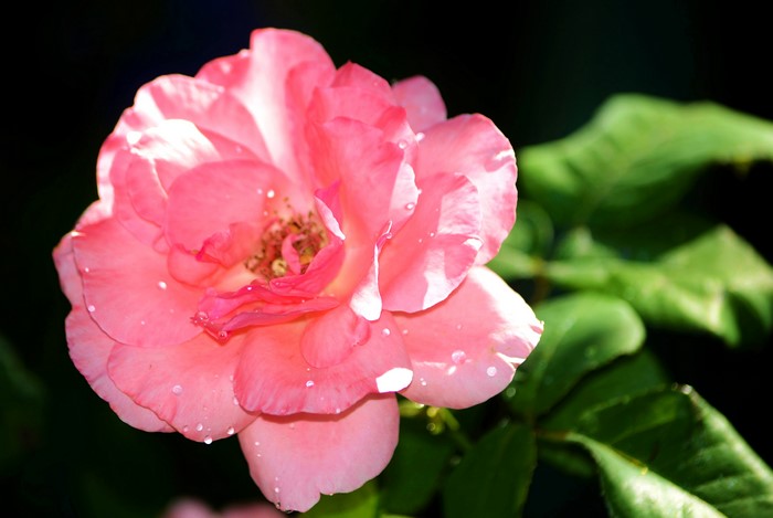 Pink rose with water drops on petals