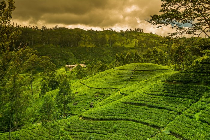 Tea fields in Nuwara Eliya, Sri Lanka