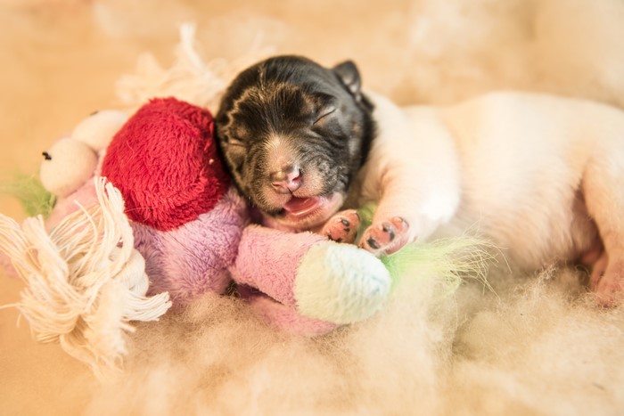 Puppy sleeping on toys