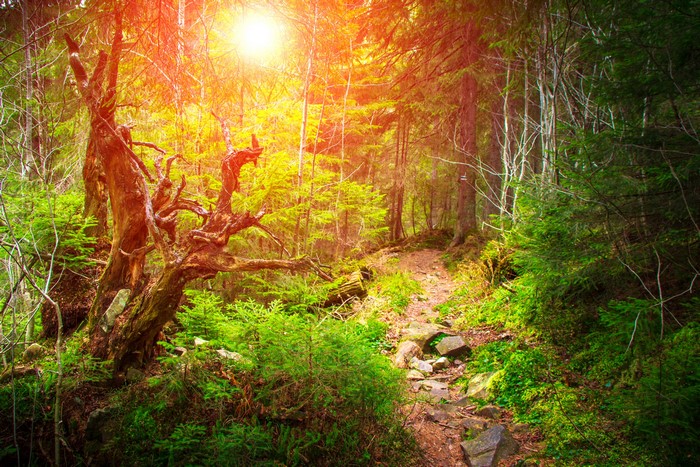 Forest trail with sunlit trees and a gnarled trunk
