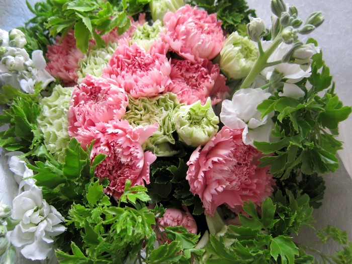 Pink and green carnation bouquet with white stock flowers