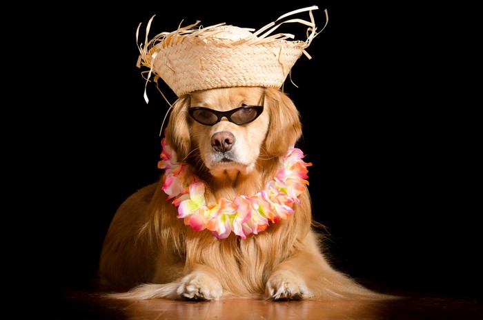 Golden Retriever Dog Wearing Hat and Sunglasses