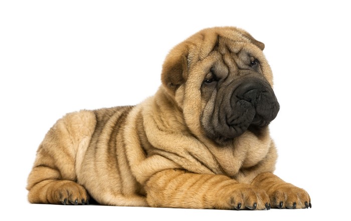 Shar Pei puppy lying down