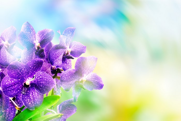 4K Close-up of Violet Orchids