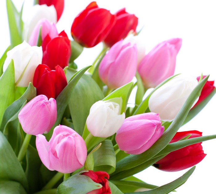 Tulips in various colors on a white background