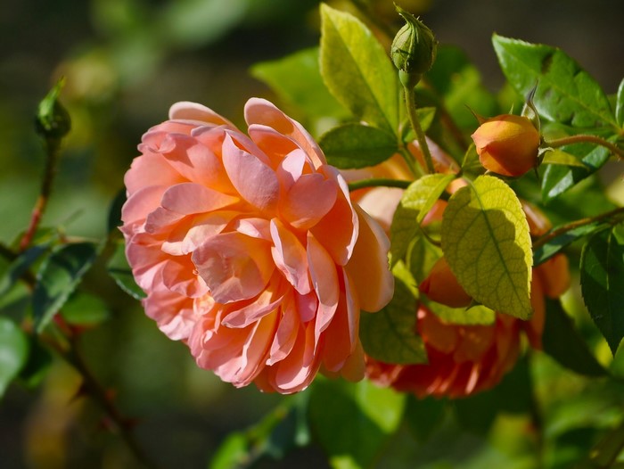 Close-up of a blooming pink rose with buds