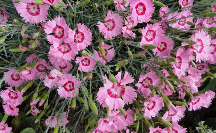 Pink Carnations with Dark Red Centers