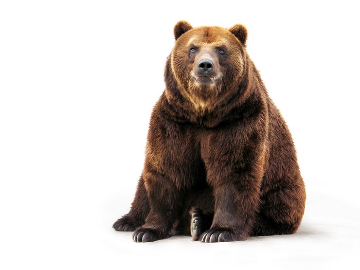 A brown bear sitting on a white background
