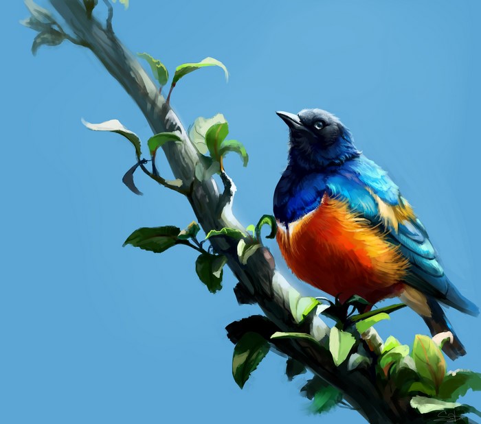 Superb Starling bird perched on a branch