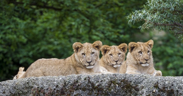 Three Lion Cubs on a Rock