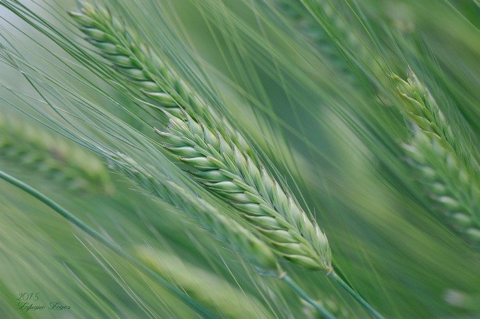 Close-up of green barley ears in a field