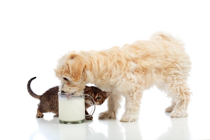 Puppy and Kitten Drinking Milk from Mug