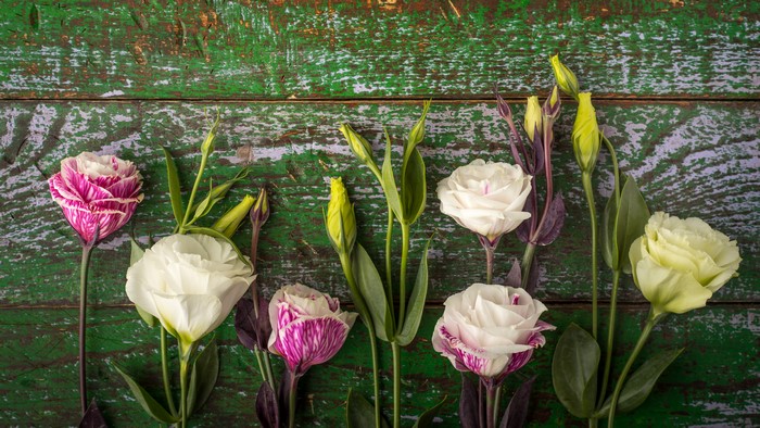 Eustoma flowers on a rustic green wooden background