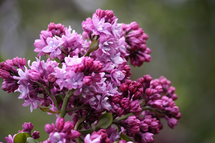 4K Closeup of Purple Lilac Flowers