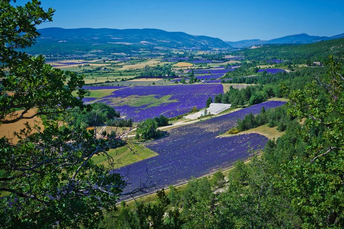Lavender Fields in France