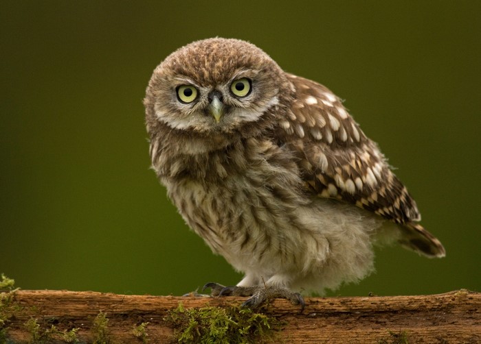 Little owl perched on a mossy branch