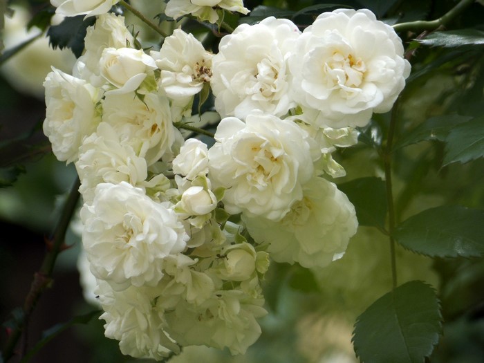Cluster of white roses in bloom