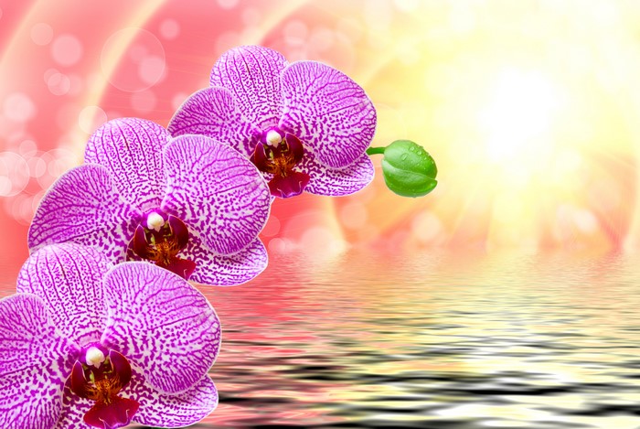 Pink Orchids Reflected in Water